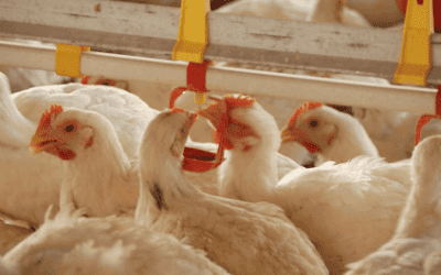 How Poultry Farmers & Breeders Association Streamlined Communication With Members Via grptalk 