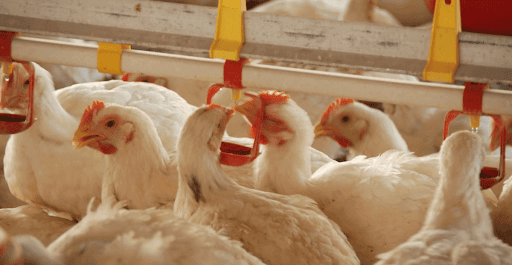 How Poultry Farmers & Breeders Association Streamlined Communication With Members Via grptalk 